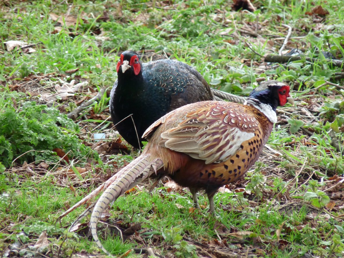 Фазан камышовый фото