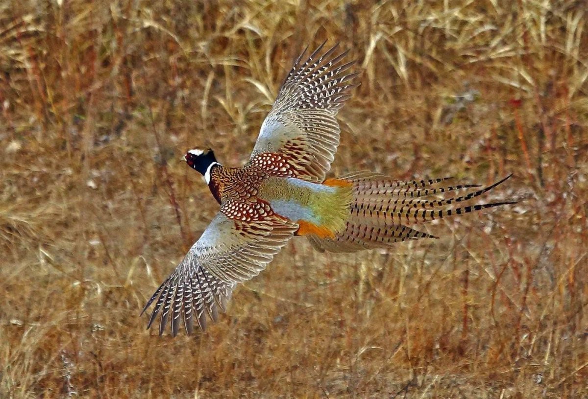 Амударьинский фазан