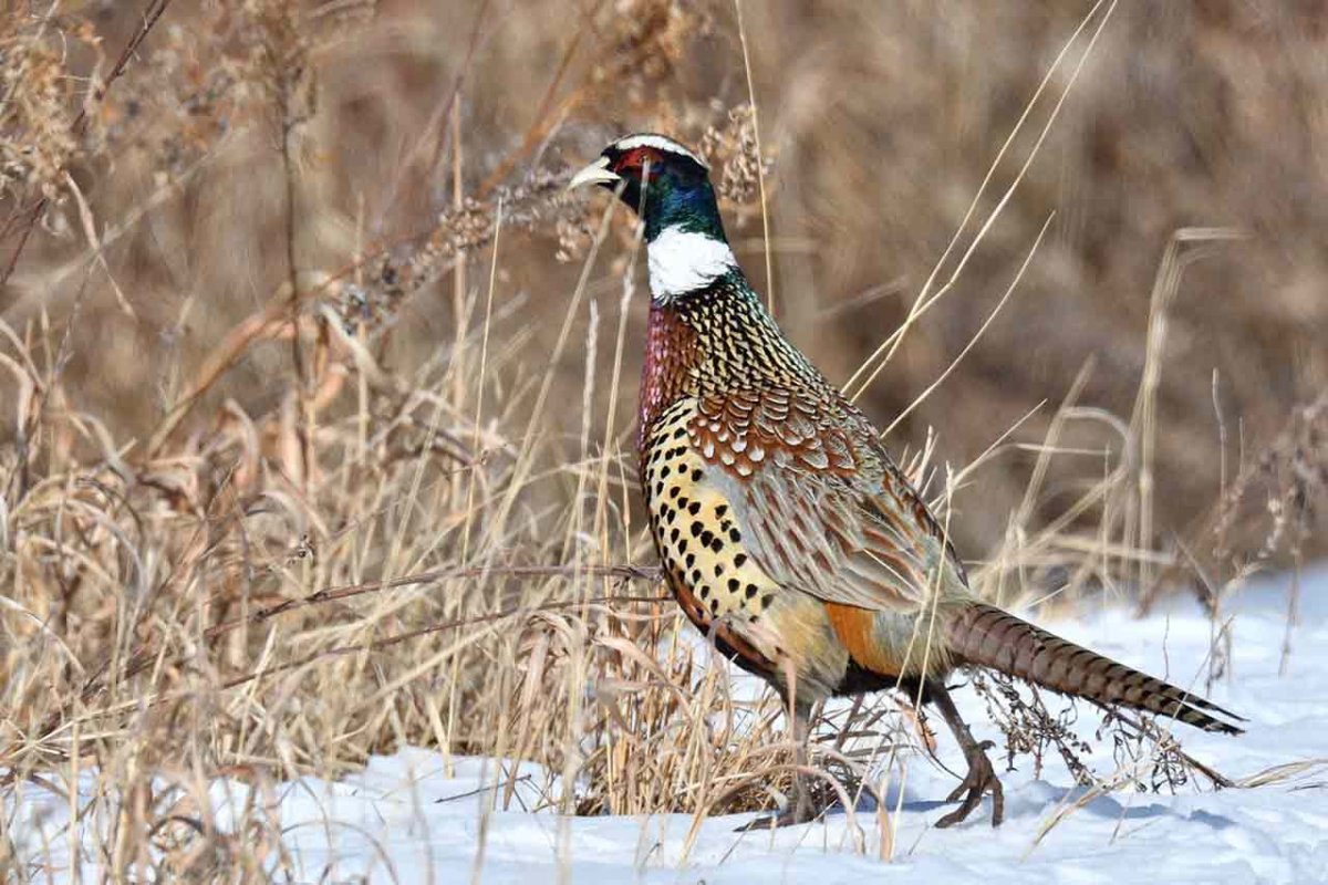 Амударьинский фазан