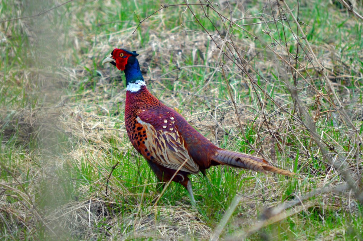 Фазан Арлекино