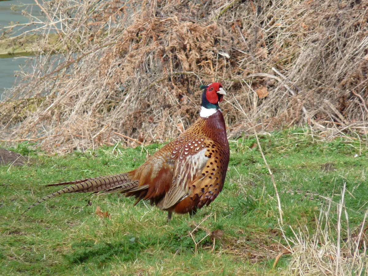 Фазан Крымский самки