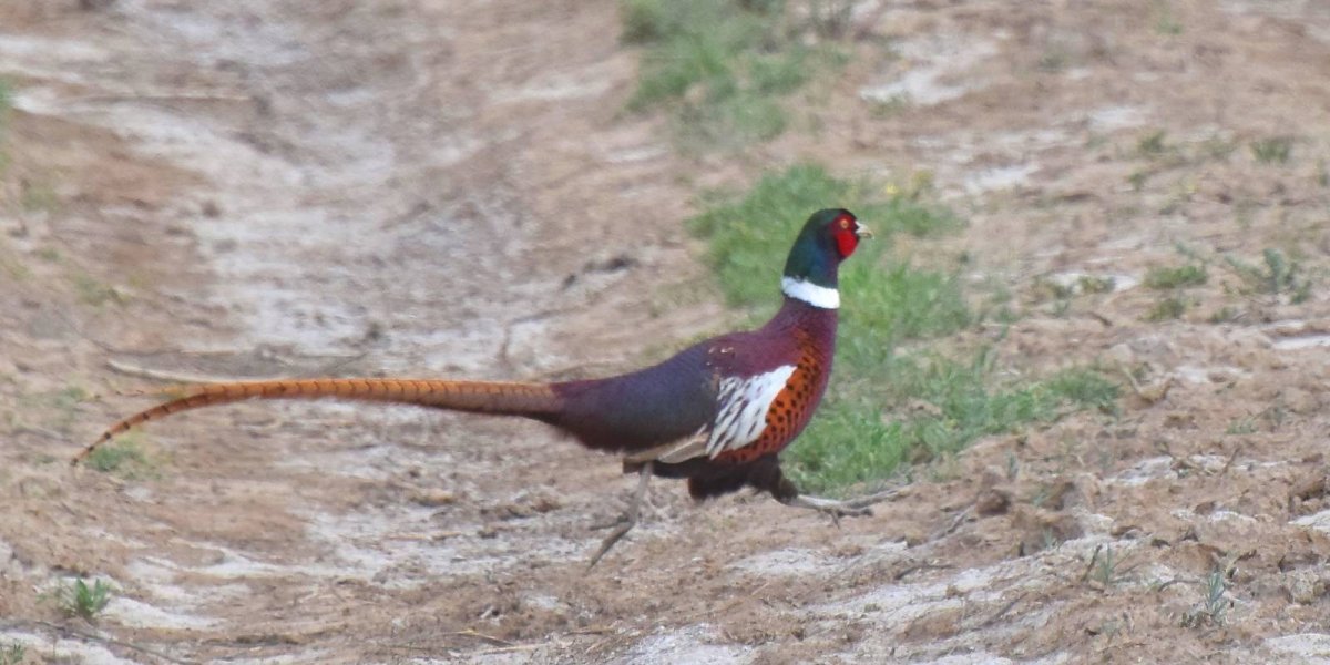 Фазан в Ташкентской области фото