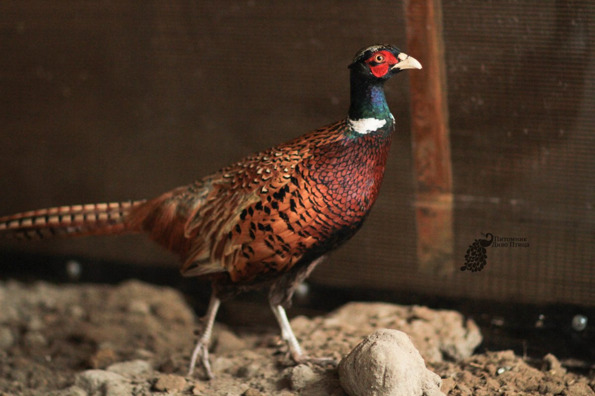 Зарафшанский фазан