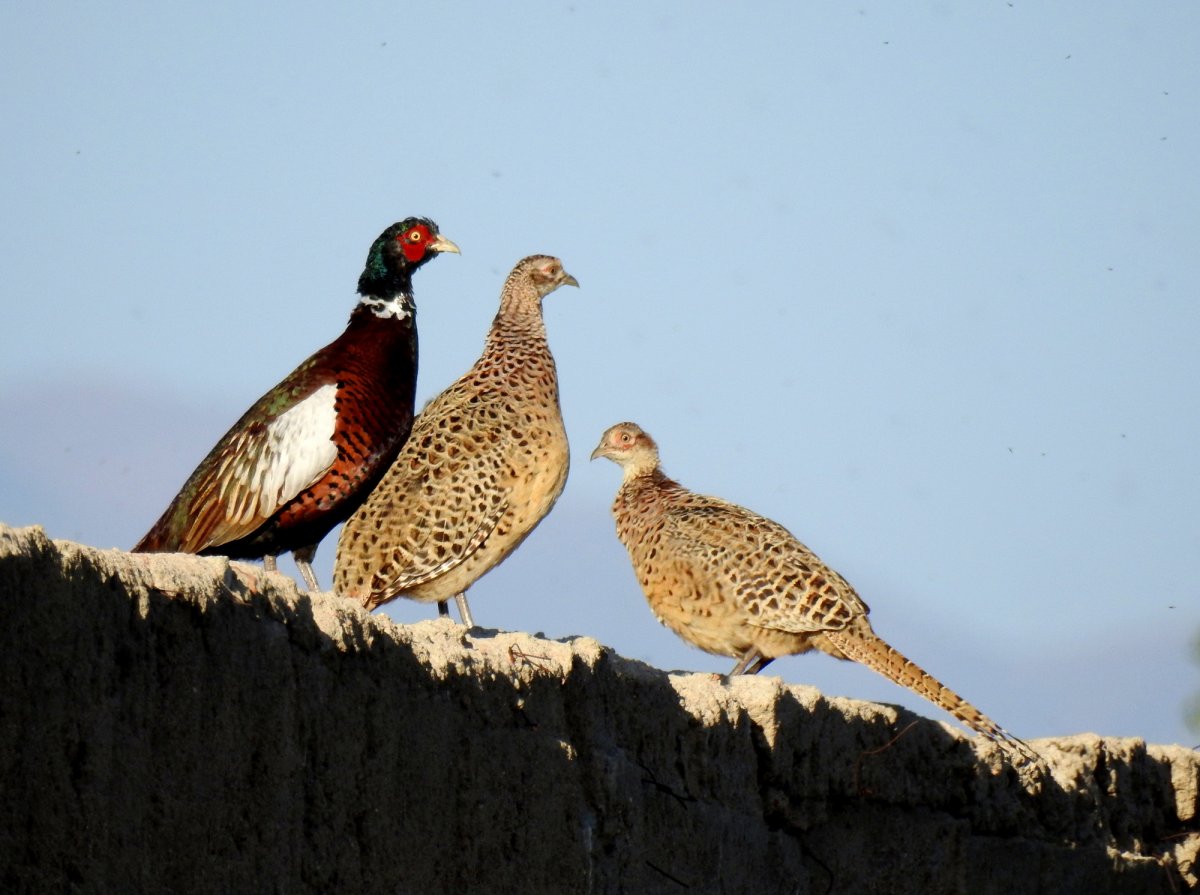 Фазан птица Киргизия