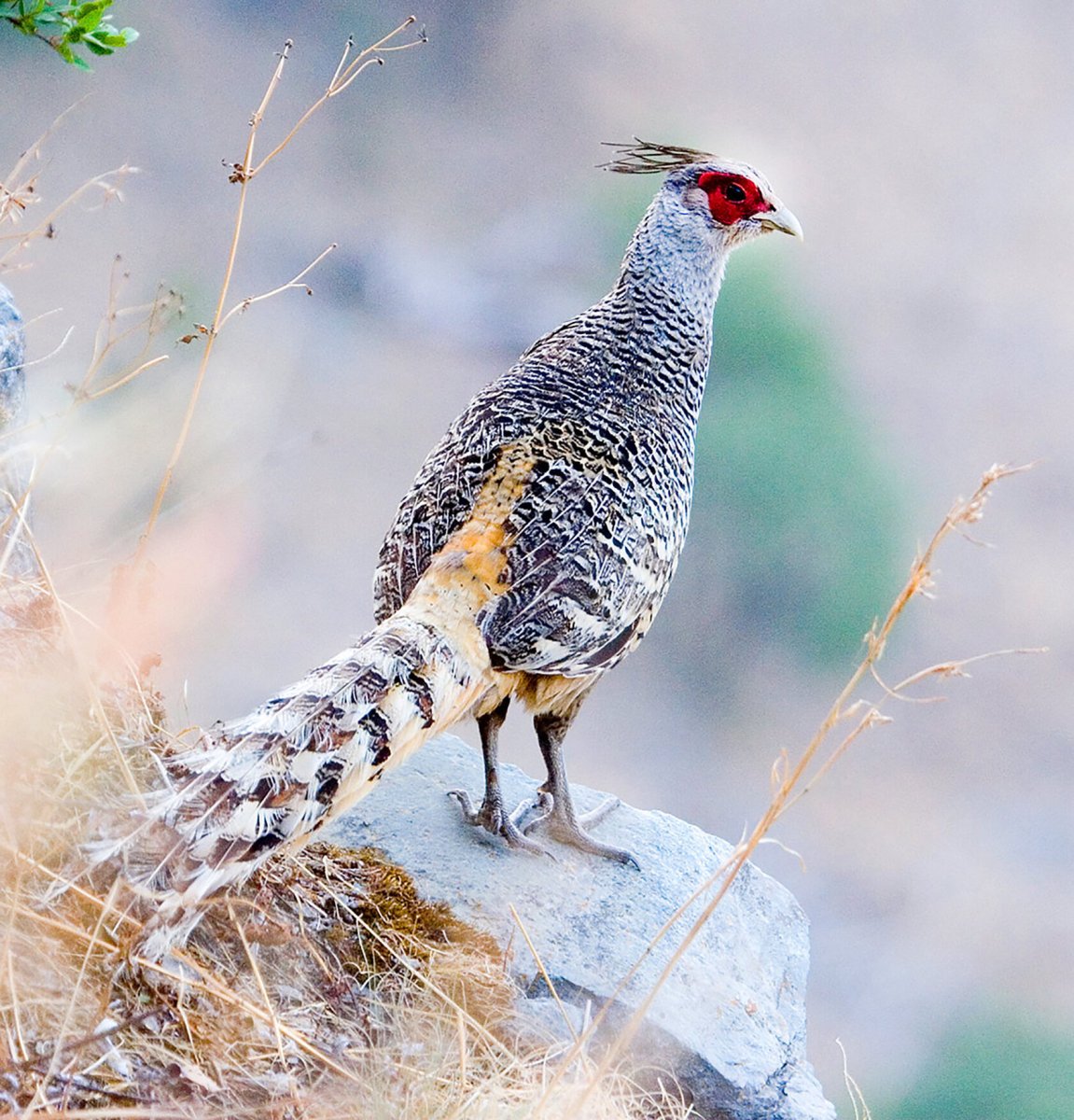 Зарафшанский фазан