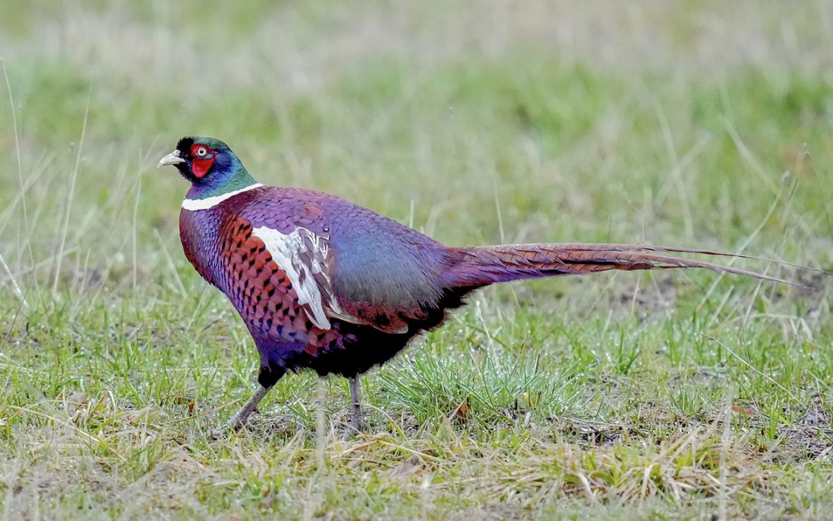 Семиреченский фазан