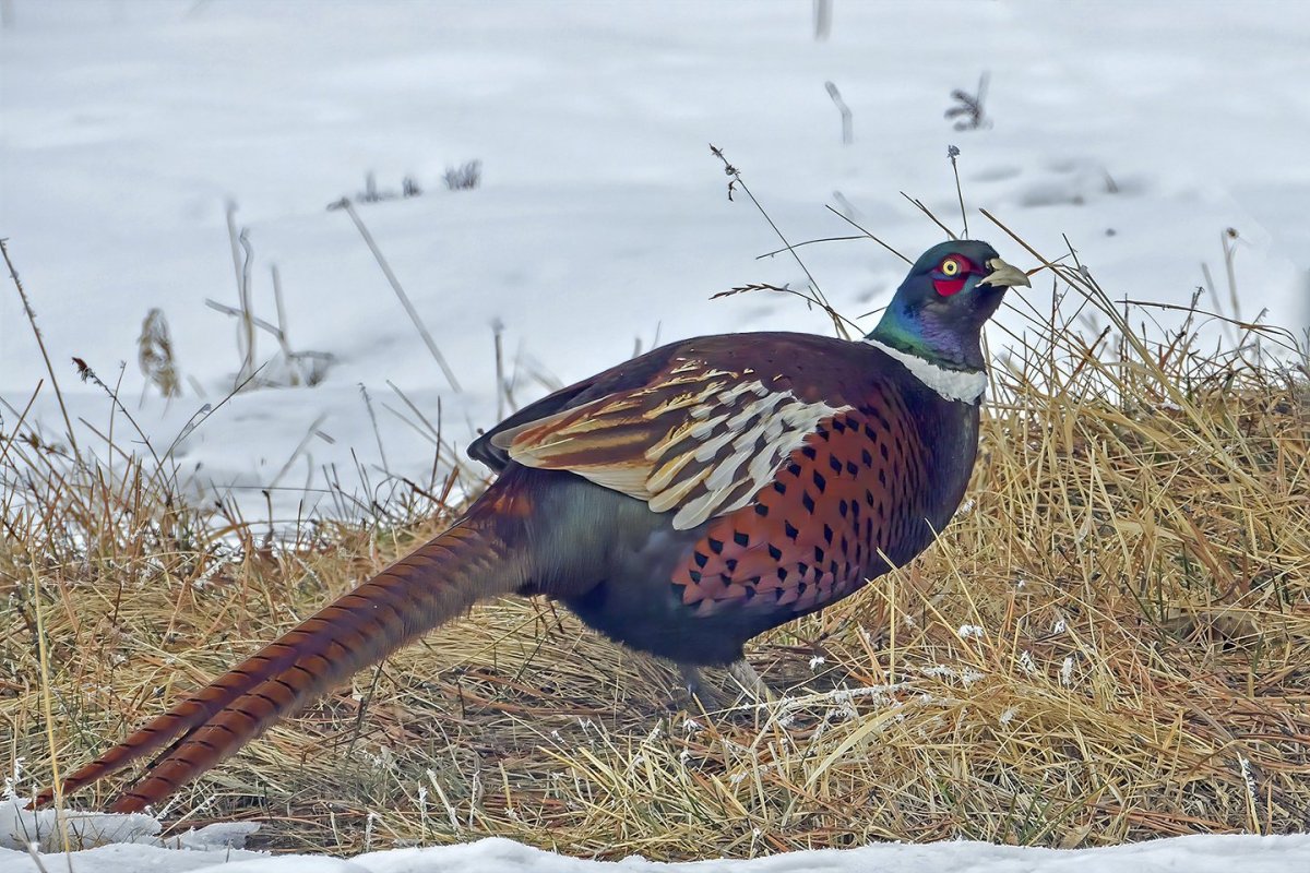 Phasianus colchicus Linnaeus, 1758