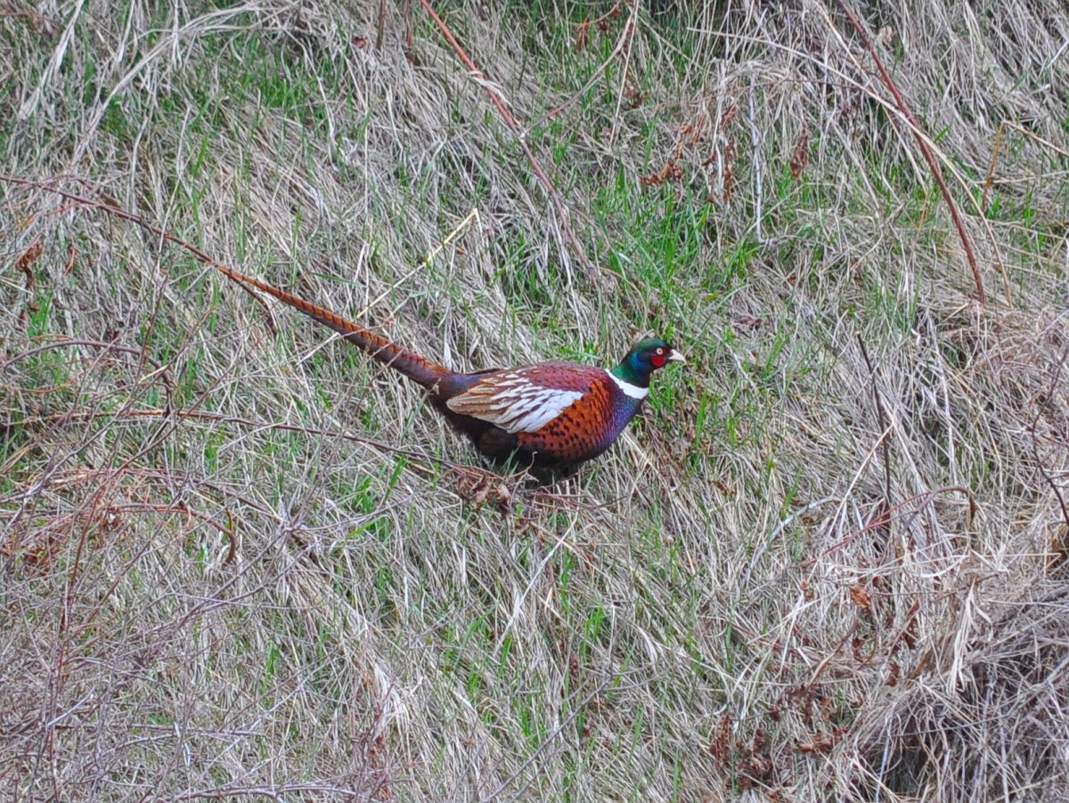 Карагайский заказник фазан