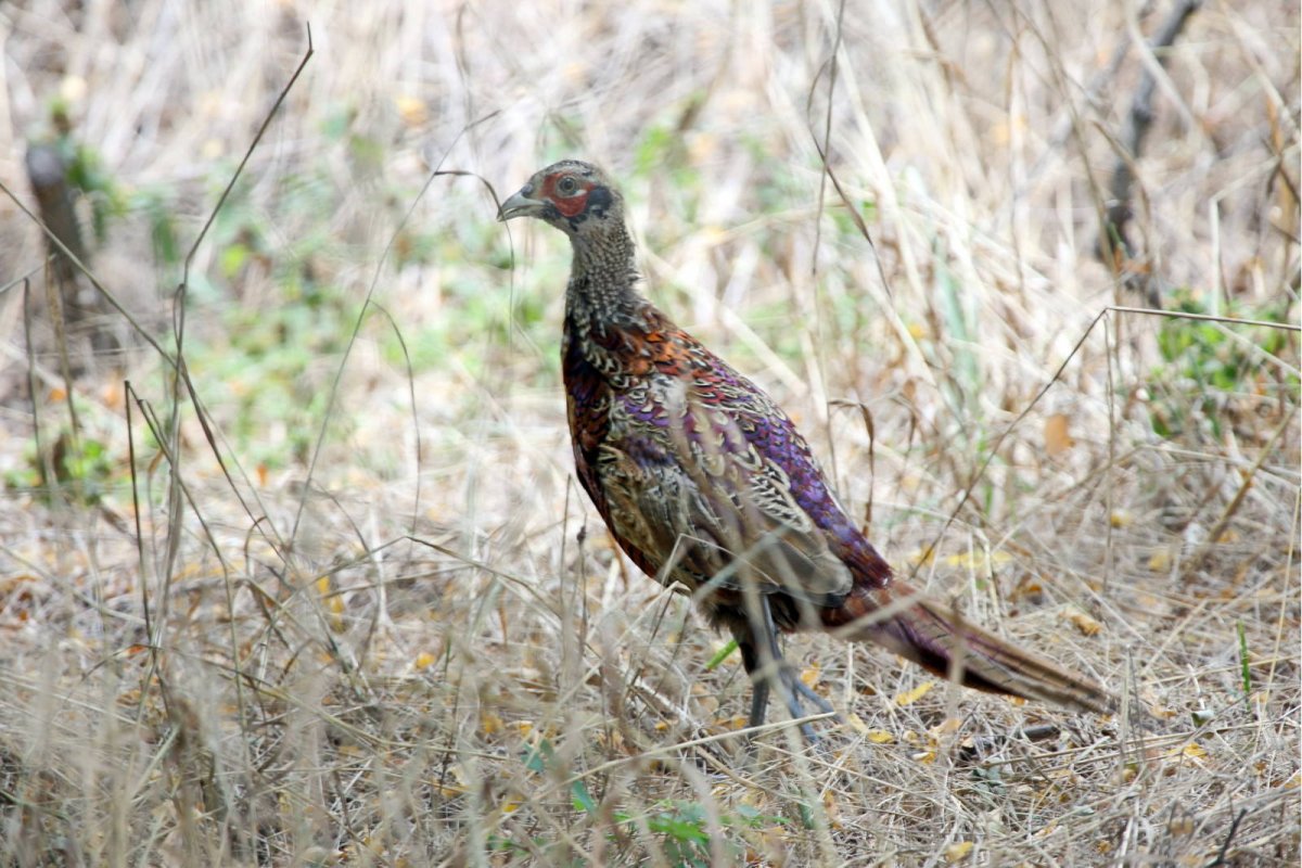 Венгерский фазан
