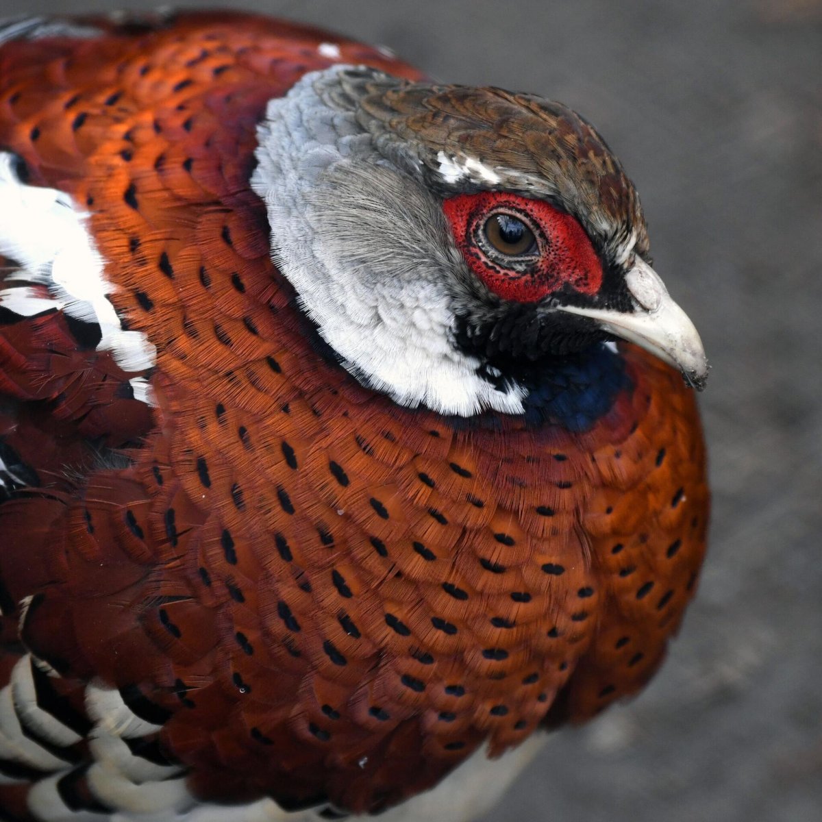 Роев ручей фазан