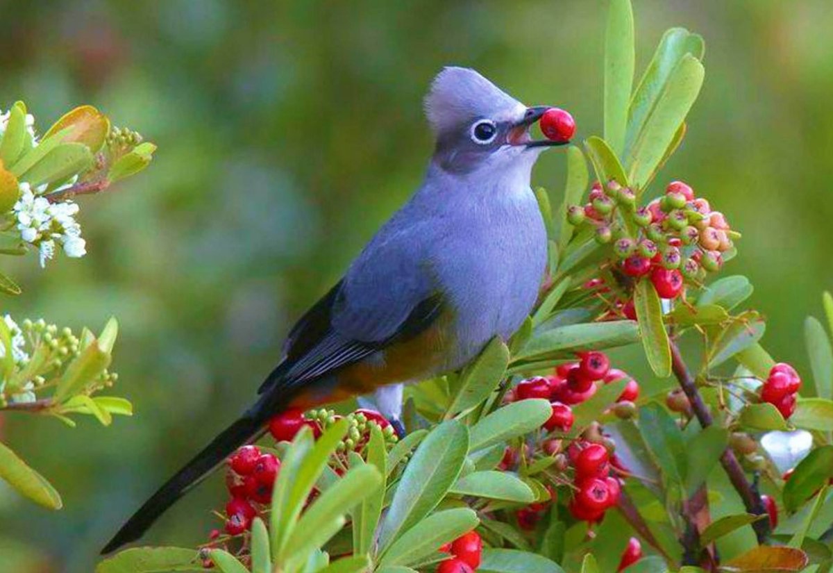 Голубица птица