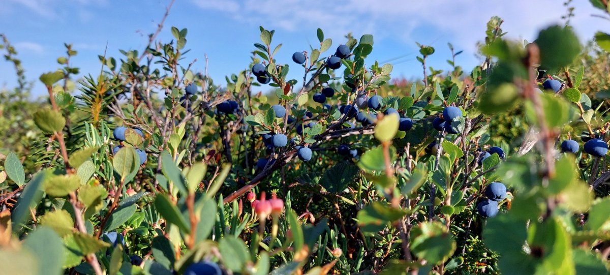 Когда созревает голубика в Тверской области