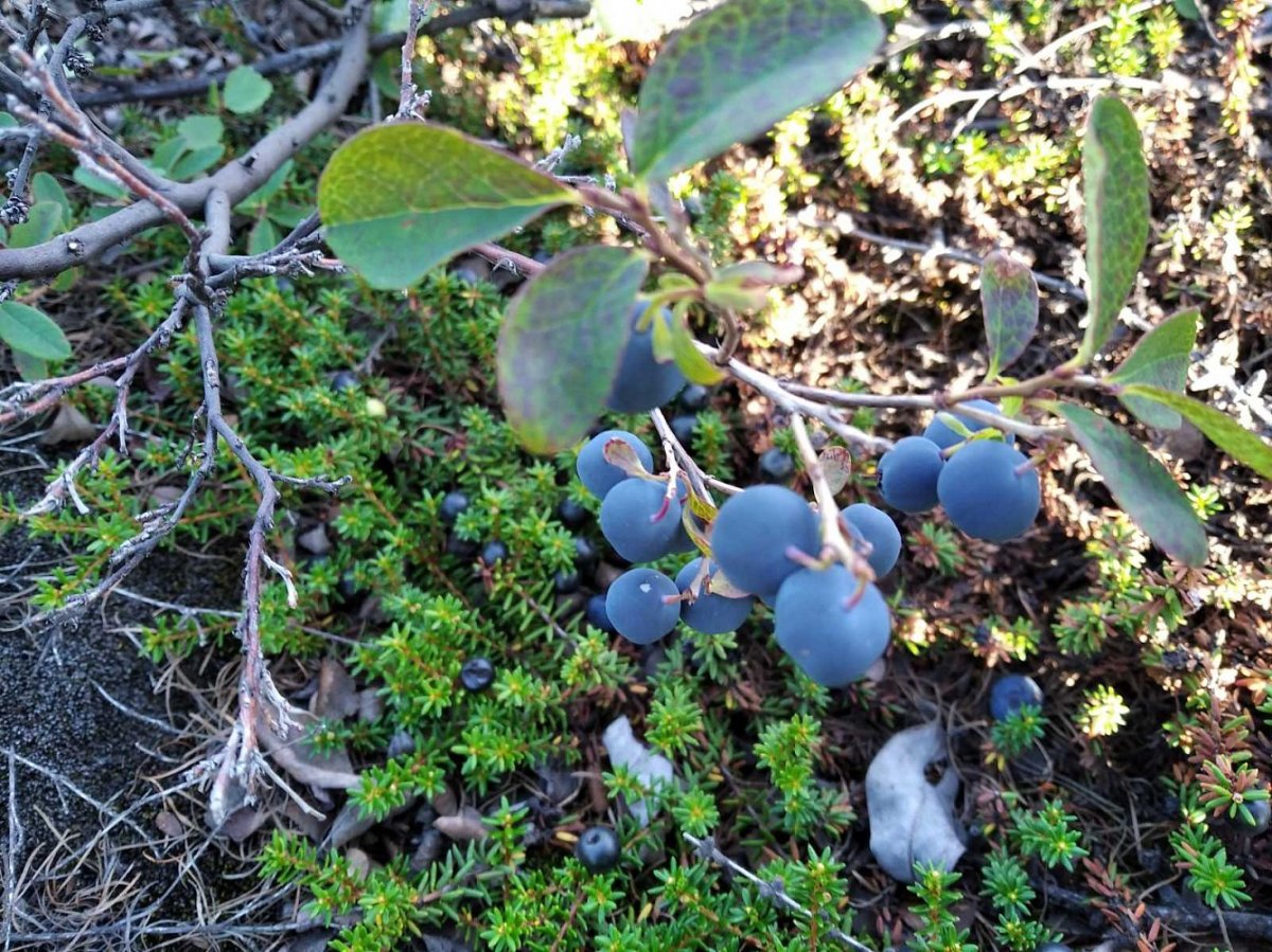 Mixie голубика Лесная