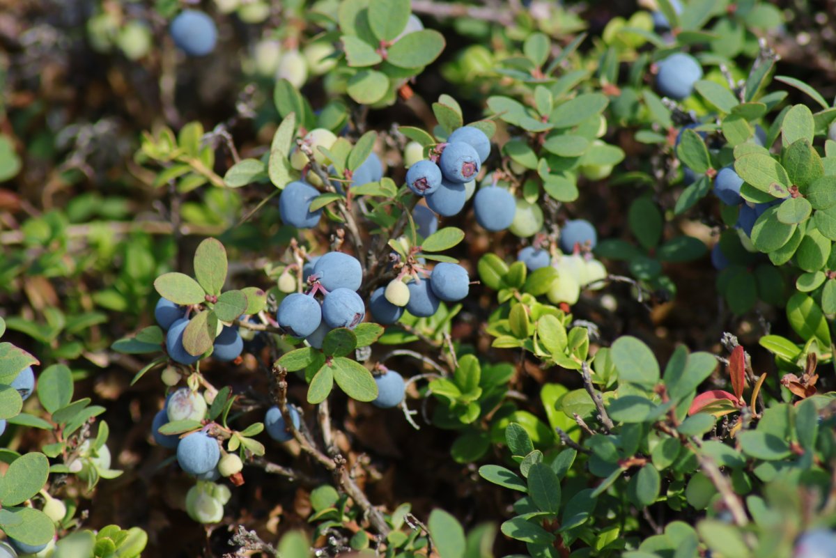 Заповедник Басеги голубика