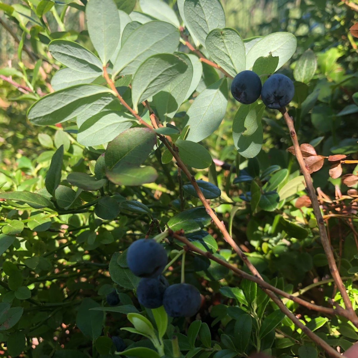 Голубика и ирга