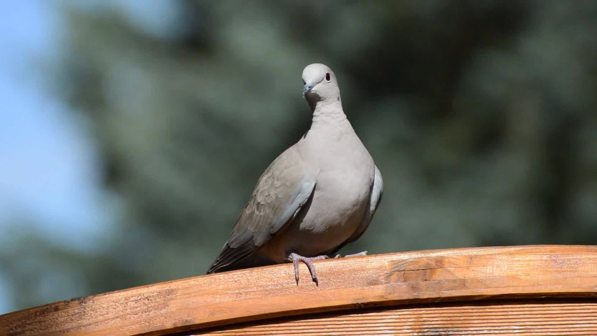 Птица лесная голубица