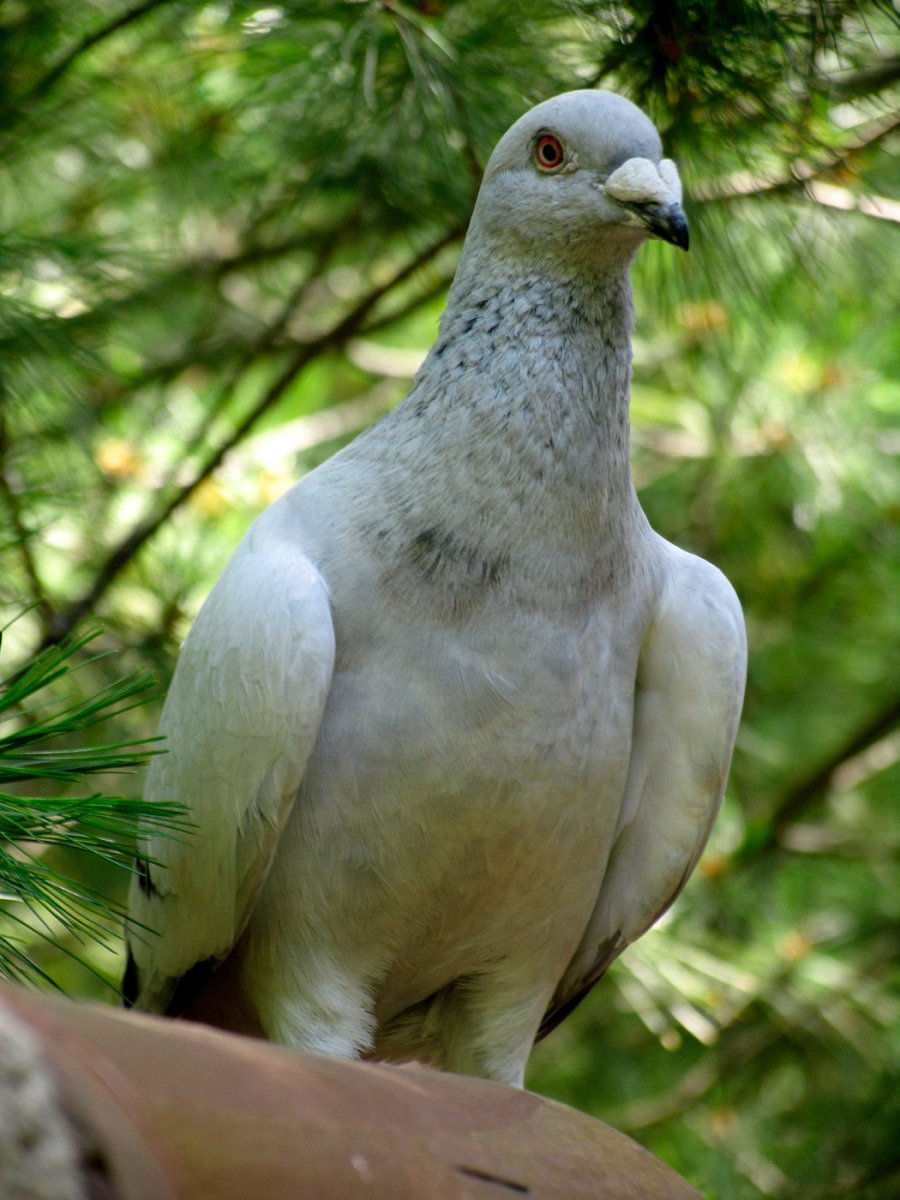 Куриный голубь