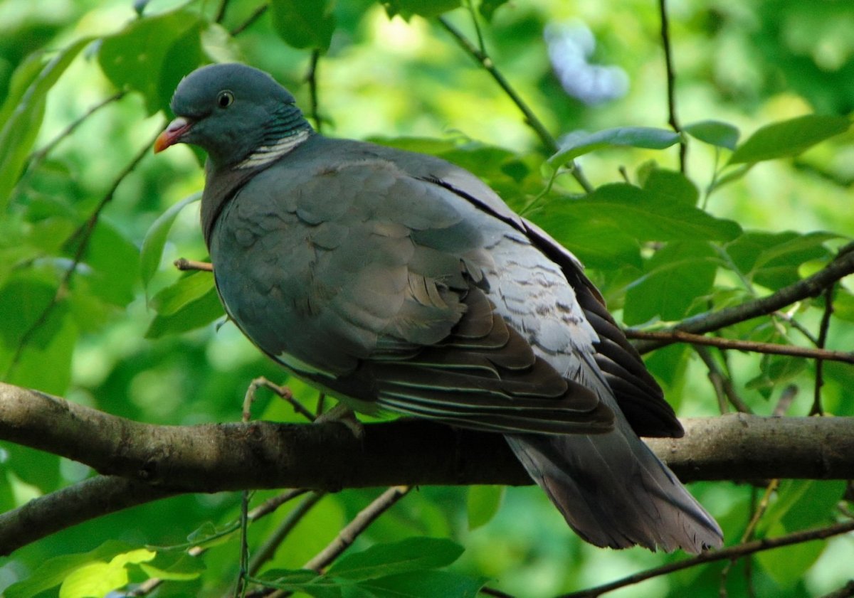 Вяхирь ареал