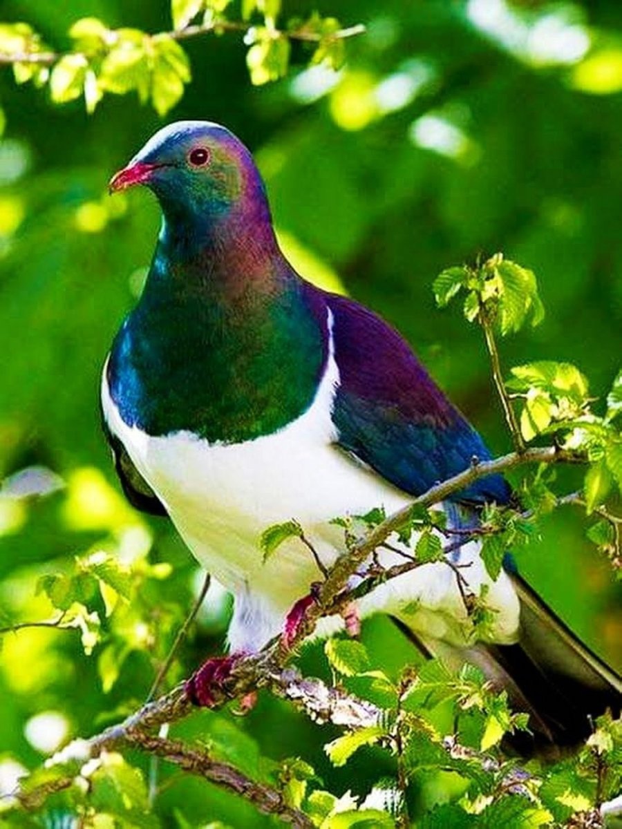 Зеленокрылая Горлица