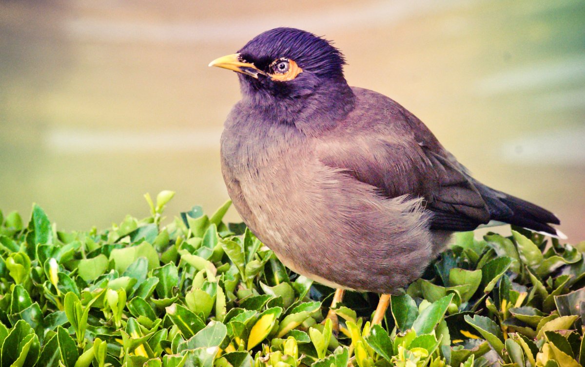 Голубица птица