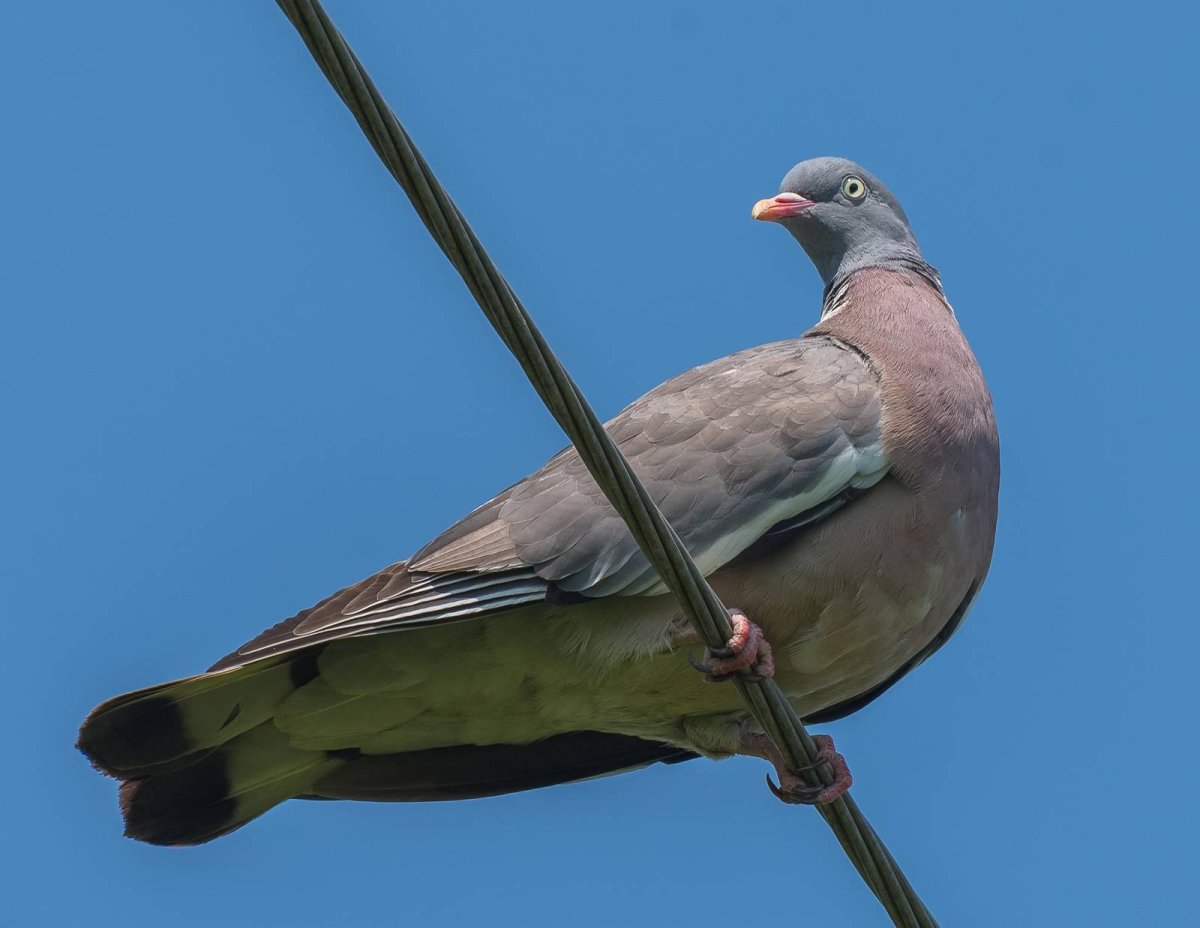 Лесной голубь вяхирь