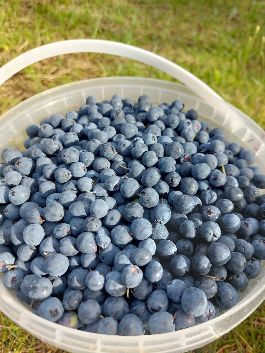 Голубика Герберт ягоды