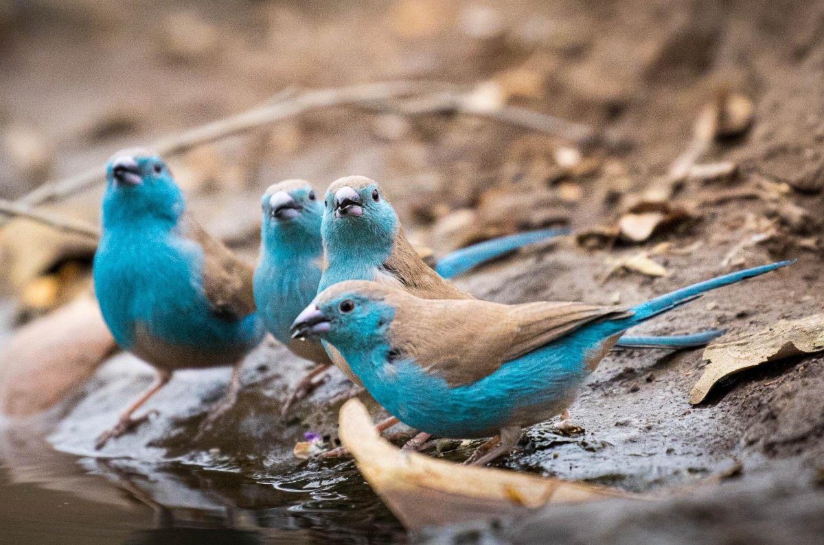 Дремлет Голубица