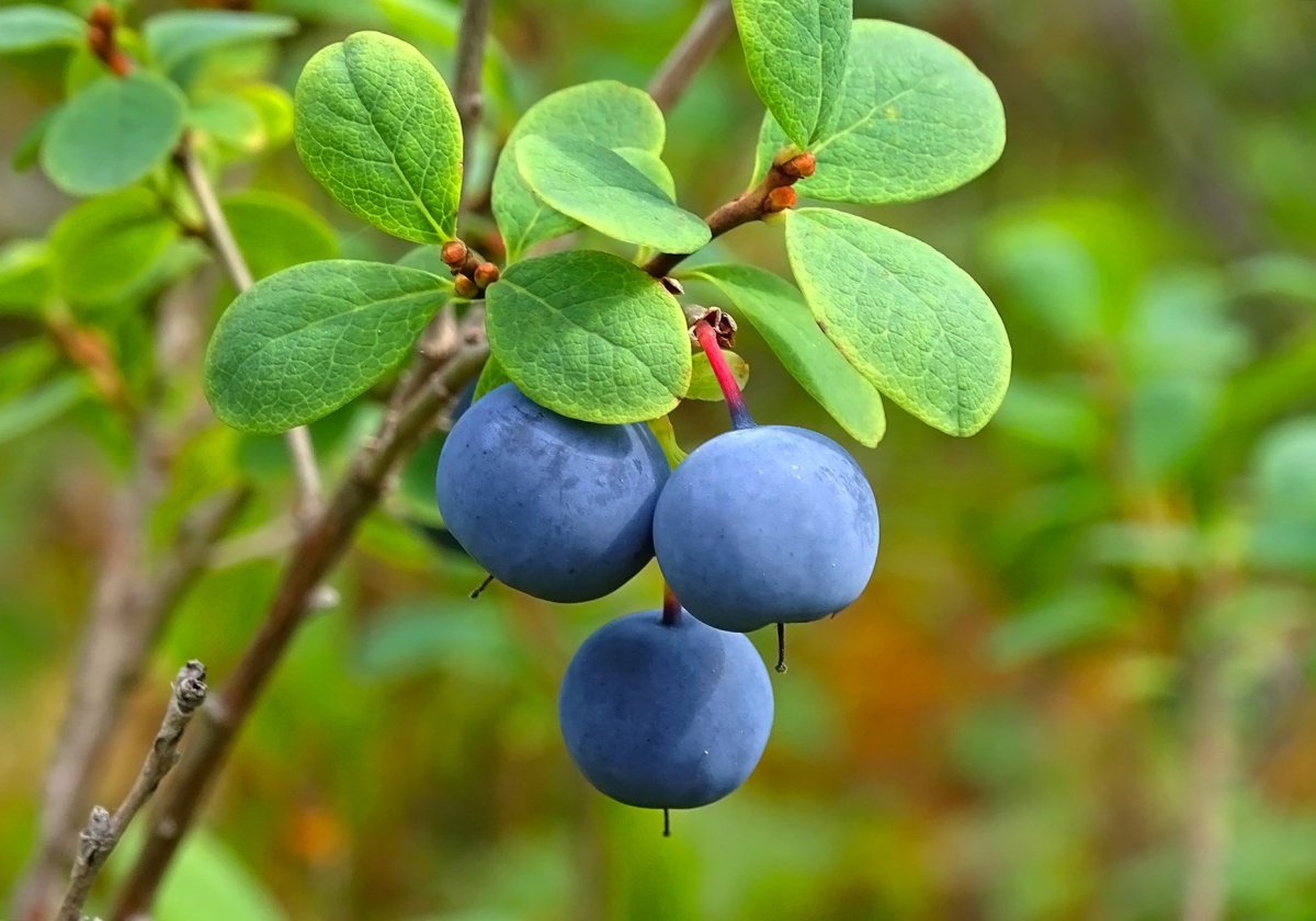 Голубика Лесная