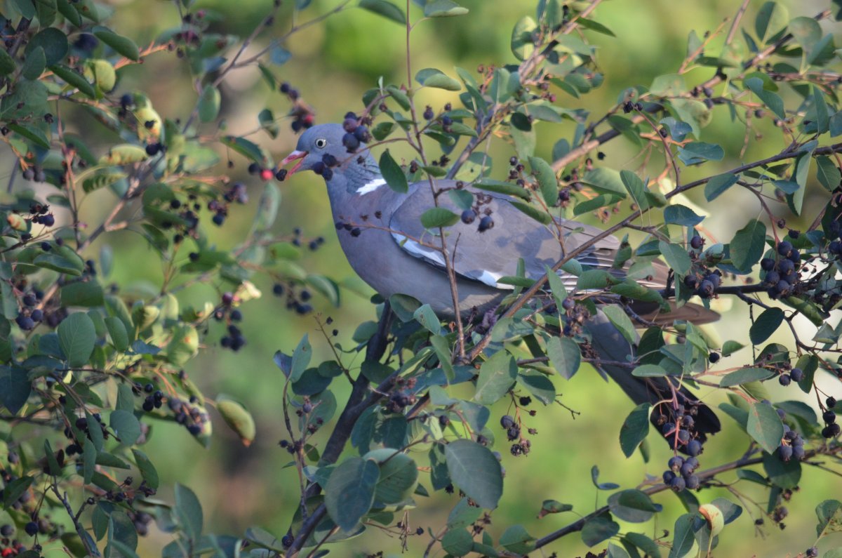 Птица ест иргу вяхирь