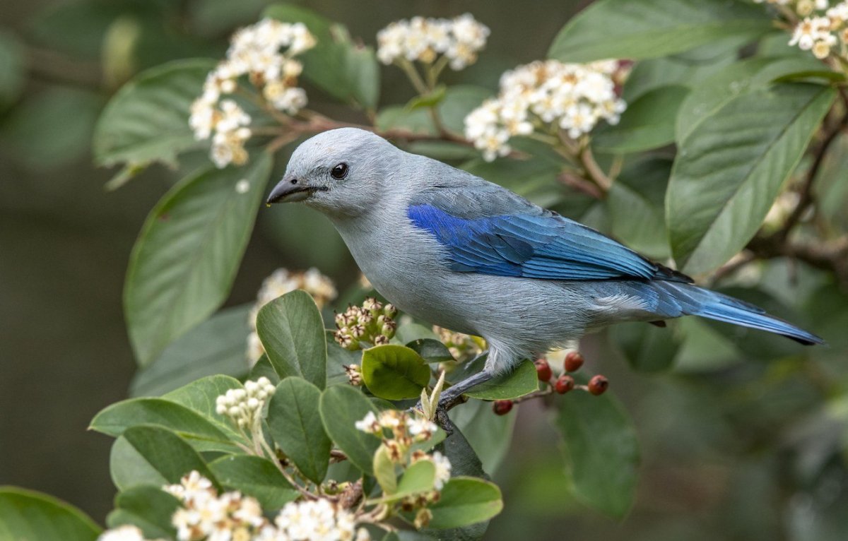 Голубая птица