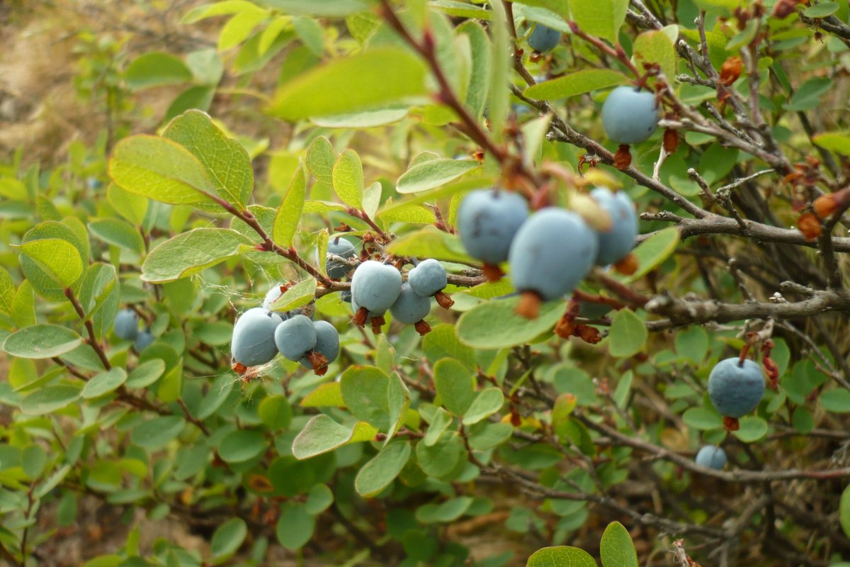 Голубика Республика Коми