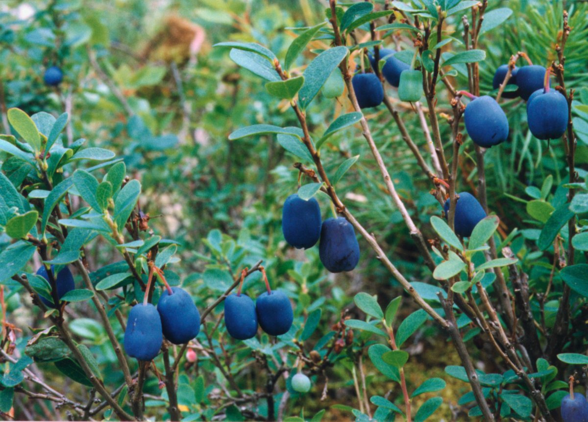 Лесные ягоды голубика