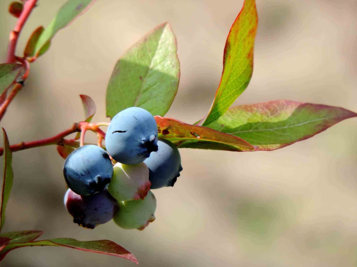 Голубика Болотная ветка