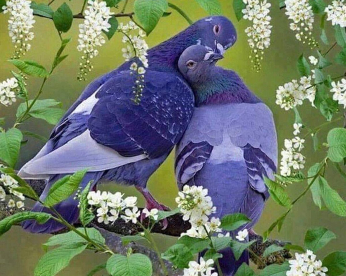 Голуби воркуют