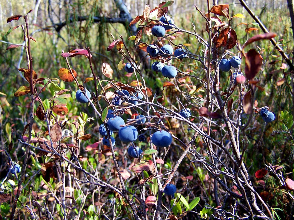 Тундровая голубика
