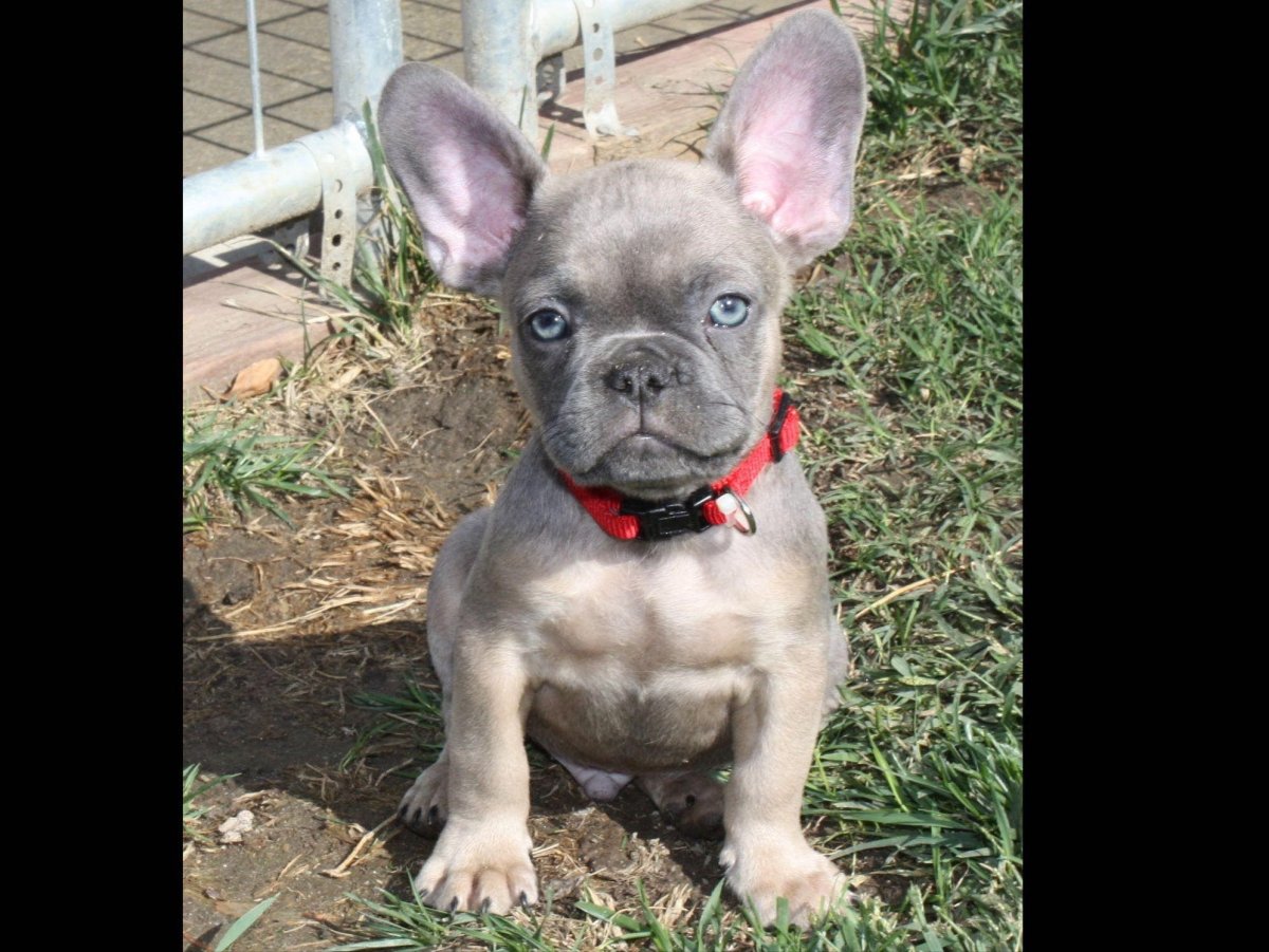 Голубой фавн французский бульдог