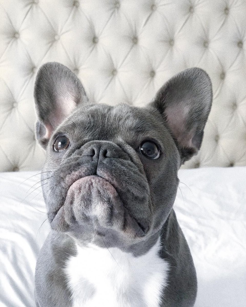 Французский бульдог некупированный