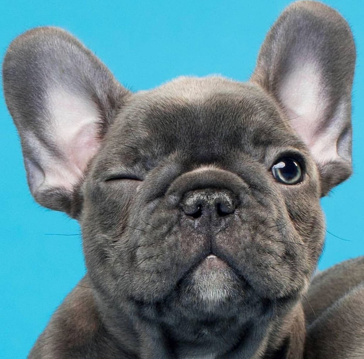 Мохнатый французский бульдог