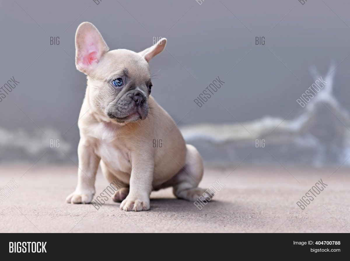 Французский бульдог девочка голубой фавн