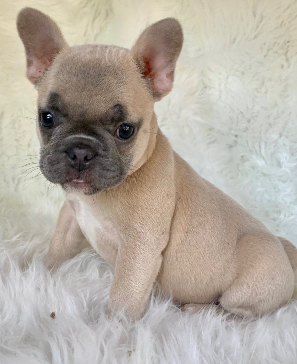Французский бульдог Blue Fawn