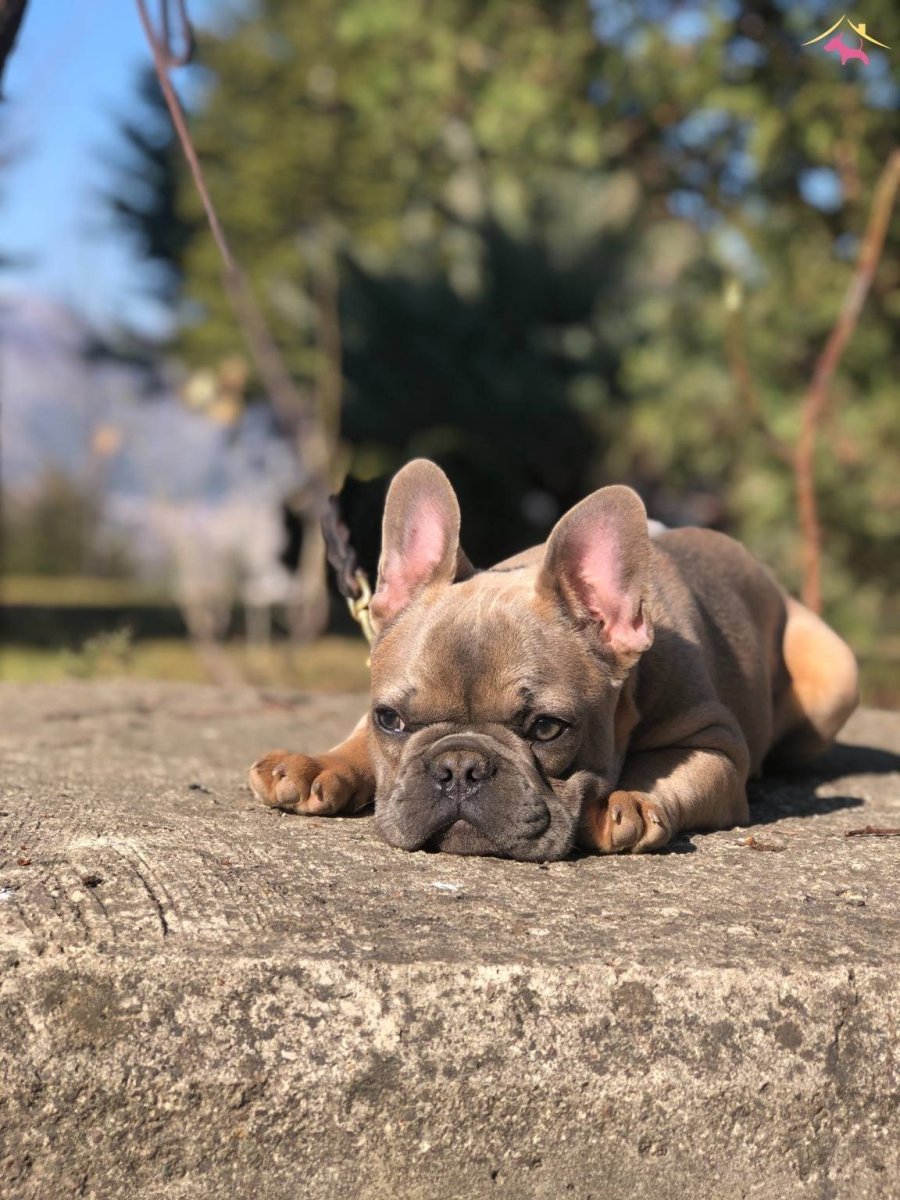 Бельгийский бульдог