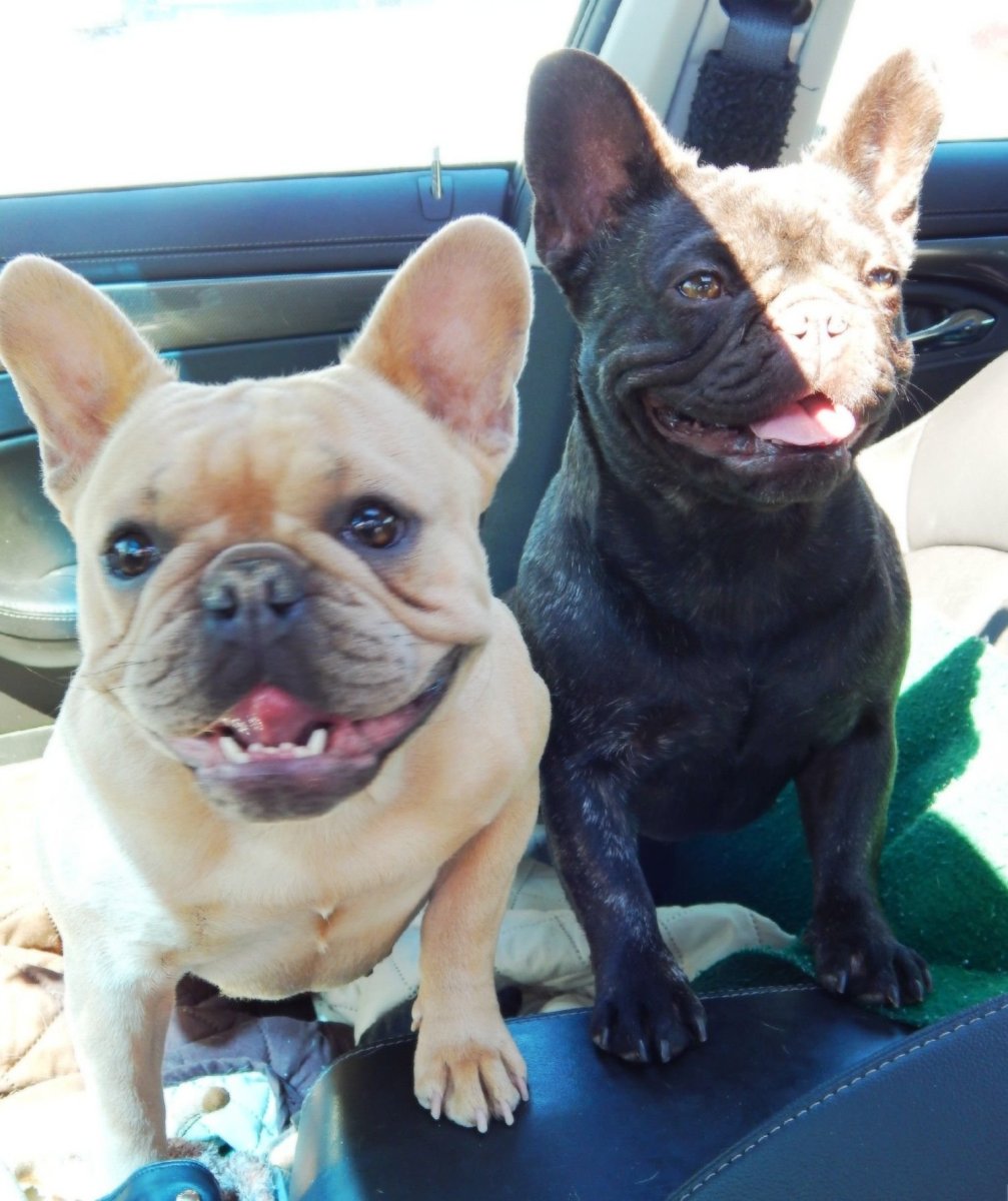 Голубой фавн французский бульдог