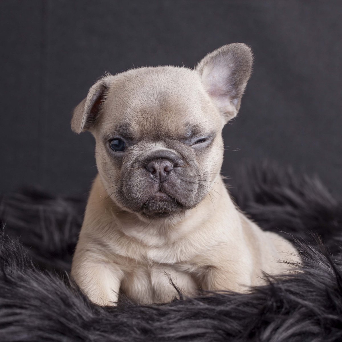 Лилак фавн французский бульдог