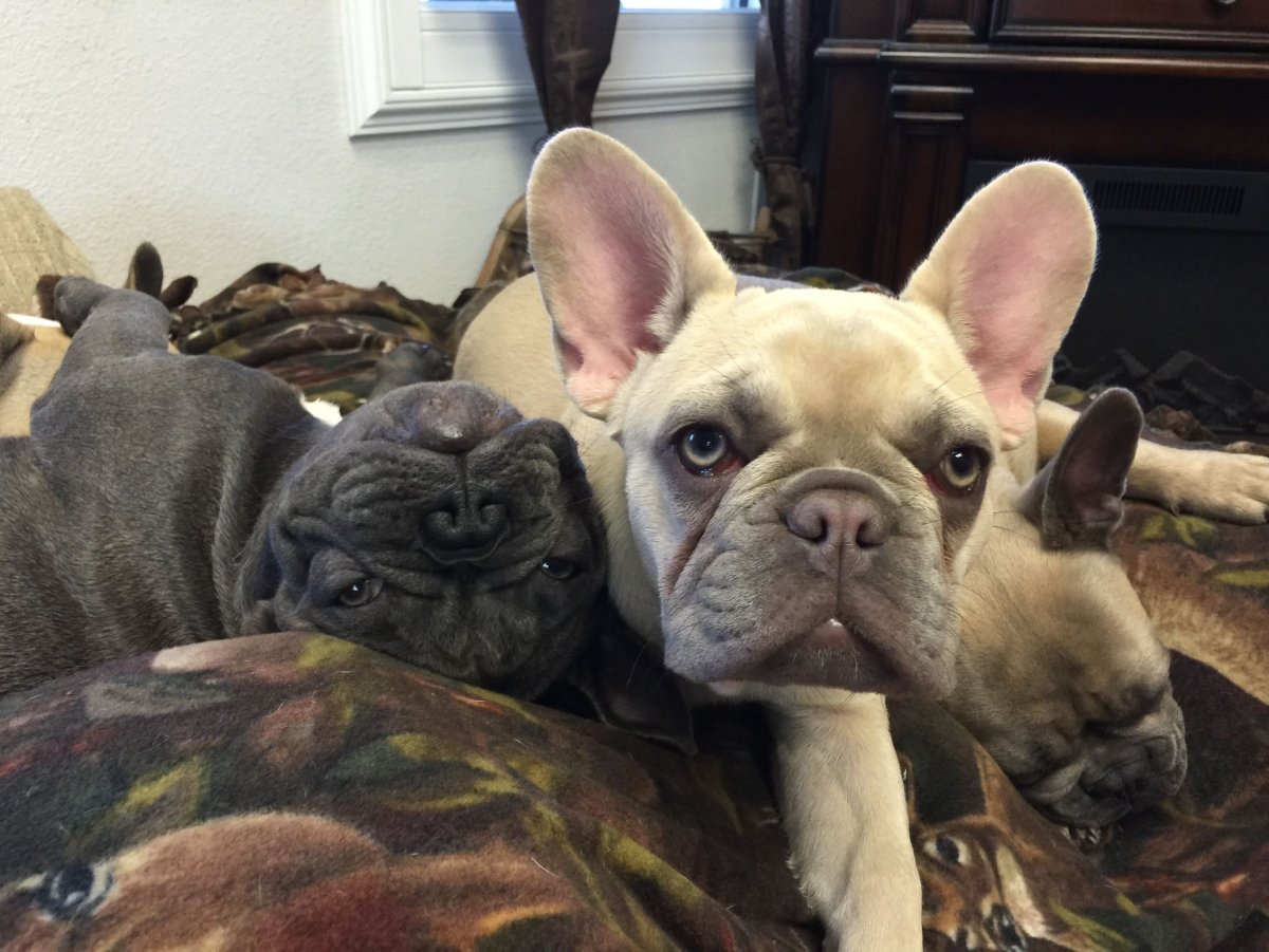 Французский бульдог Лилак