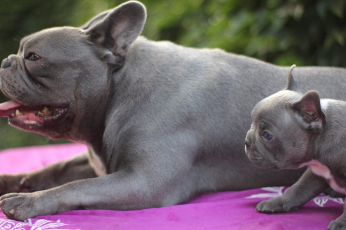 Французский бульдог голубого окраса