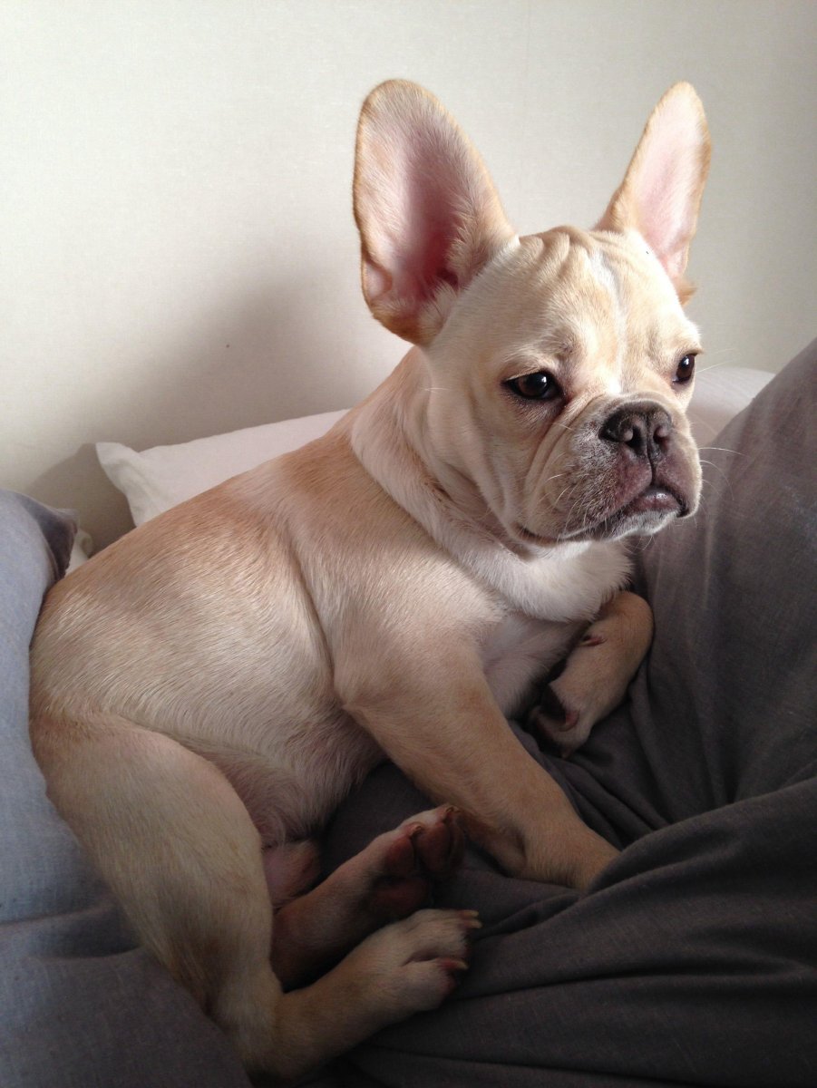 Французский бульдог палевый