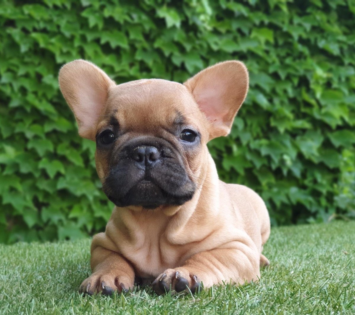 Голубой фавн французский бульдог