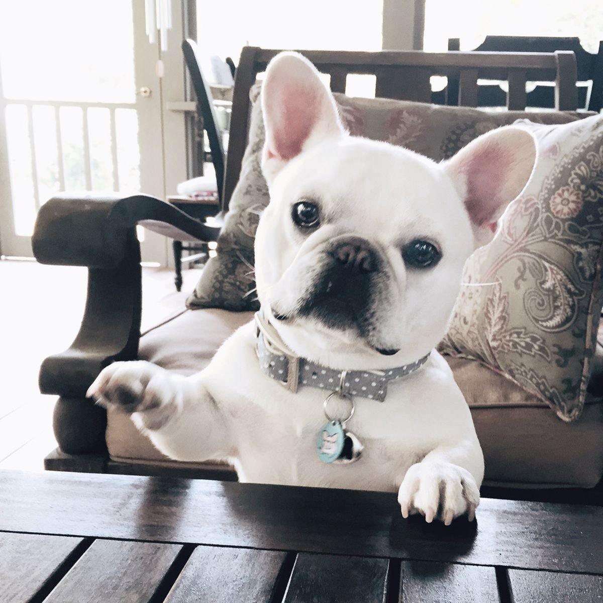 Французский бульдог мини белый