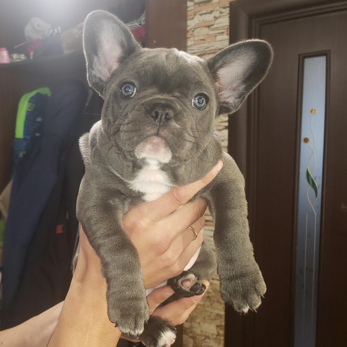 Голубой фавн французский бульдог