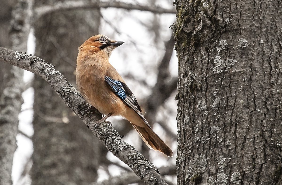 Лесные птицы подмосковья